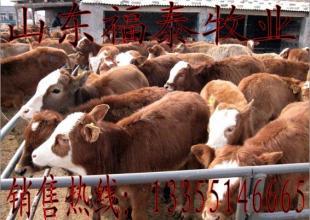 江西養(yǎng)肉牛的利潤(rùn)與黃牛養(yǎng)殖效益分析